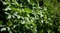 Walnut Tree, Juglans, Fruits Orchard, Ecological Farmer, Organic Horticulture HD Footage