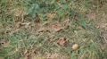 Walnut Tree, Juglans, Fruits Orchard, Ecological Farmer, Organic Horticulture HD Footage