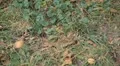Walnut Tree, Juglans, Fruits Orchard, Ecological Farmer, Organic Horticulture HD Footage