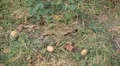 Walnut Tree, Juglans, Fruits Orchard, Ecological Farmer, Organic Horticulture HD Footage