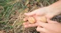 Walnut Tree, Juglans, Fruits Orchard, Ecological Farmer, Organic Horticulture HD Footage