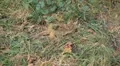 Walnut Tree, Juglans, Fruits Orchard, Ecological Farmer, Organic Horticulture HD Footage