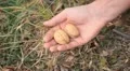 Walnut Tree, Juglans, Fruits Orchard, Ecological Farmer, Organic Horticulture HD Footage
