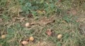Walnut Tree, Juglans, Fruits Orchard, Ecological Farmer, Organic Horticulture HD Footage