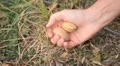 Walnut Tree, Juglans, Fruits Orchard, Ecological Farmer, Organic Horticulture HD Footage