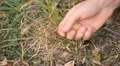 Walnut Tree, Juglans, Fruits Orchard, Ecological Farmer, Organic Horticulture HD Footage