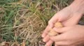 Walnut Tree, Juglans, Fruits Orchard, Ecological Farmer, Organic Horticulture HD Footage