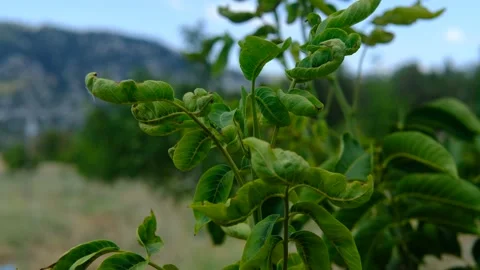 Walnut tree leaf fungus Stock Footage 160139431