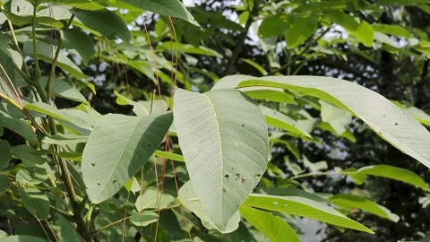 A walnut tree leaf wind in the air Stock Footage 340263100