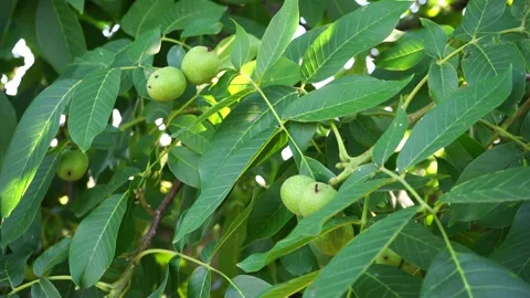 Walnut on a tree with leaves and branches Stock Footage 280191926