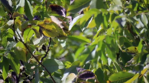 Walnut-tree leaves Stock Footage 45623557