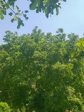 Walnut tree in the midday sun Stock Photos