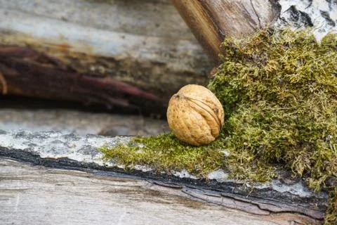 Walnut on a tree with moss Stock Photos