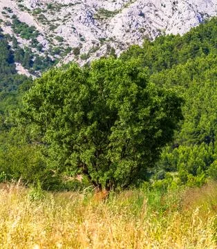 Walnut tree in mountain field Stock Photos