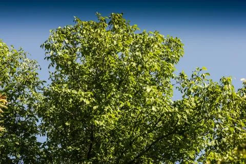 Walnut tree in the nature Stock Photos