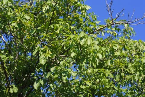 Walnut tree in the nature Stock Photos