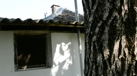 Walnut tree next to a house Stock Footage 53217880