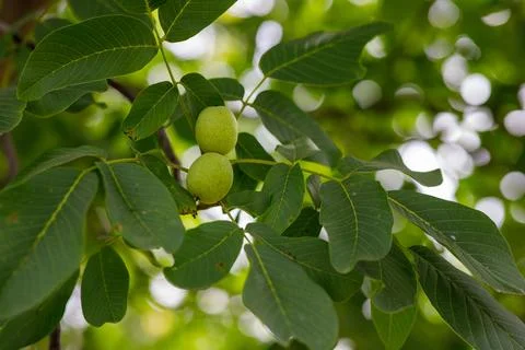 The walnut on the tree is not yet ripe Stock Photos