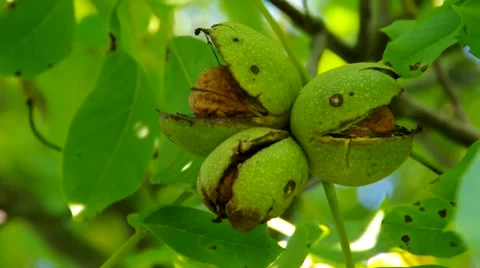 Walnut tree with nuts in fall Stock Footage 50748730