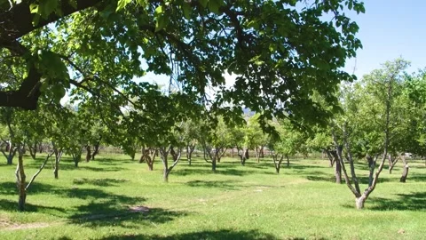 Walnut Tree Orchard – Exploring the Beauty of an English Walnut Grove in Full Bl Stock Footage 306577218
