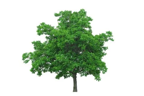 Walnut tree Stock Photos