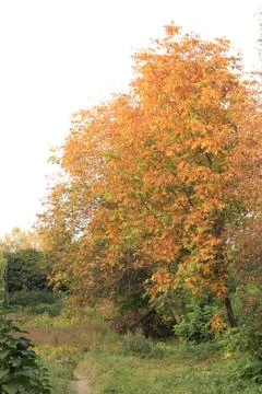 Walnut tree Stock Photos