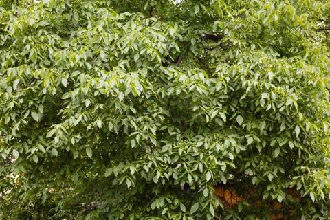 Walnut tree Stock Photos