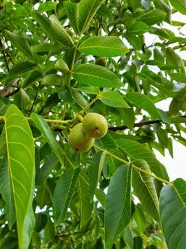 Walnut Tree Stock Photos