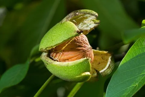 Walnut in a tree Stock Photos