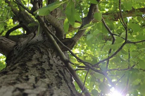 Walnut tree Stock-Fotos