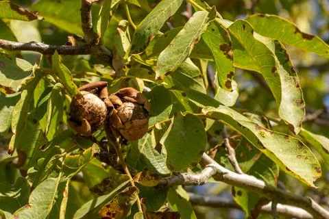 Walnut on tree Stock Photos