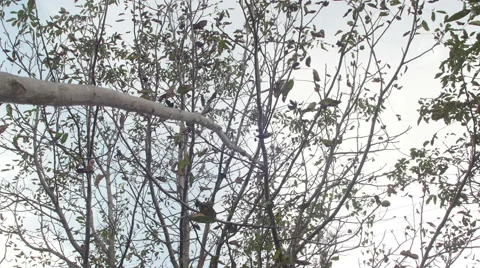Walnut tree {picking walnuts by hitting the tree top} 4k Stock Footage 42034870