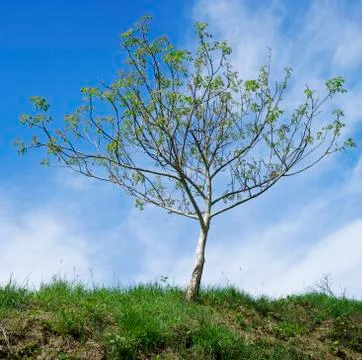 Walnut Tree Pollination Stock Photos