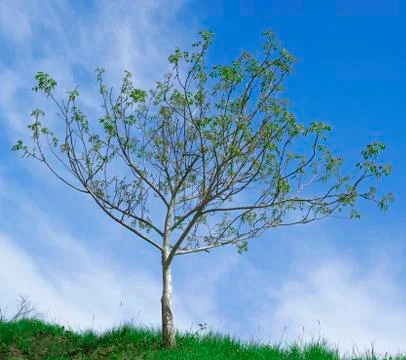 Walnut Tree Pollination Stock Photos