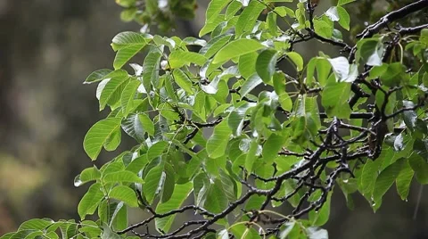 Walnut tree in the rain Stock Footage 8835152