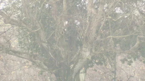 Walnut tree to rain rack focus Stock Footage 460641