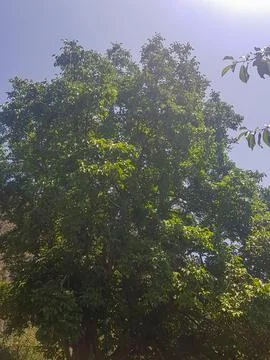 Walnut tree reaching for the sky Stock Photos