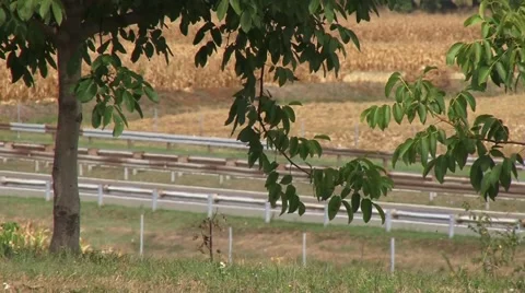Walnut tree by the road Stock Footage 54522584