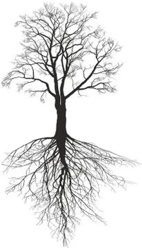 Walnut tree with roots Stock Illustration