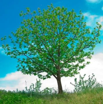 Walnut Tree Spring Stock Photos