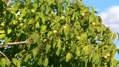 Walnut tree on a summer day. Organic healthy fruits, nuts, growing plants. Video stock 149376006
