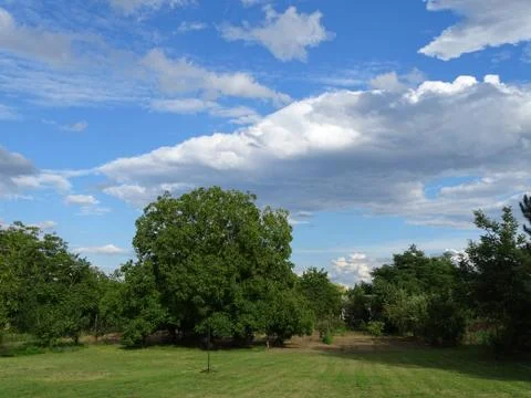 Walnut tree on summer day 스톡 사진