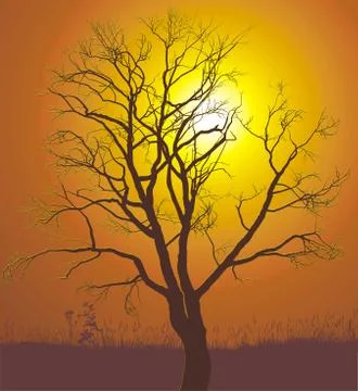 Walnut tree sunset 스톡 일러스트