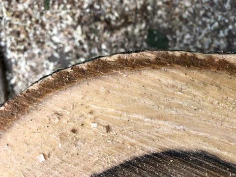 Walnut tree texture close-up. Wood texture Stock Photos