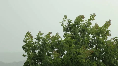 Walnut tree in torrential rain and wind Stock Footage 135319552