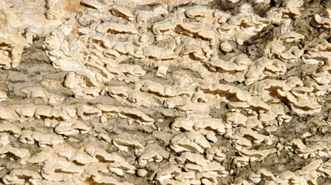 Walnut tree trunk overgrown with fungus Stock Footage 42183281