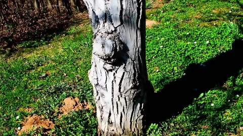 Walnut tree trunk under sun light. Stock Footage 152951153