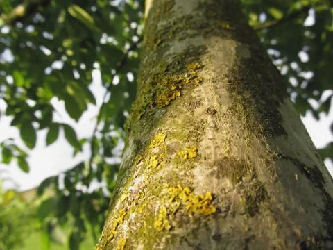 Walnut tree trunk with yellow moss fungus and lichens Stock Photos