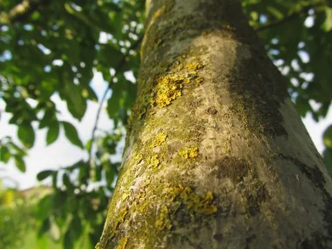 Walnut tree trunk with yellow moss fungus and lichens Stock Photos