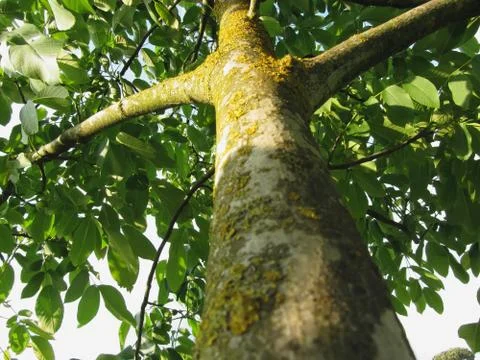 Walnut tree trunk with yellow moss fungus and lichens Stock Photos